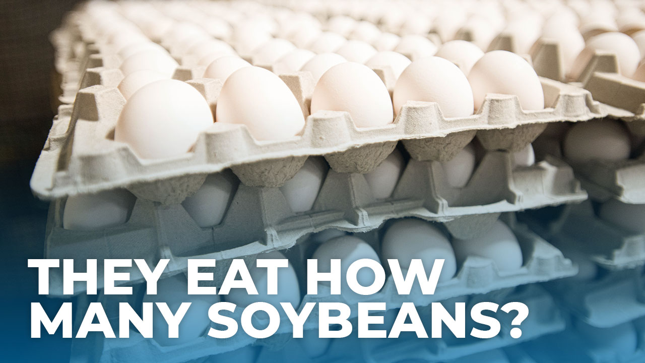 Chickens and Soybeans What do they have in common?